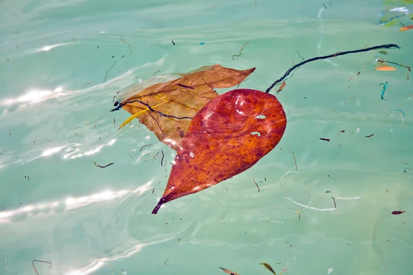 Листья плавают в воде и придают прекрасную гармоничную структуру — стоковое фото