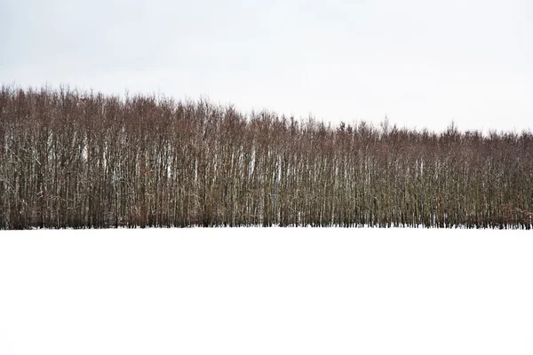 Красивый пейзаж зимой с деревьями — стоковое фото