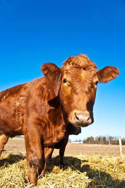 Friendly cattle on straw with blue sky — Stock Photo, Image