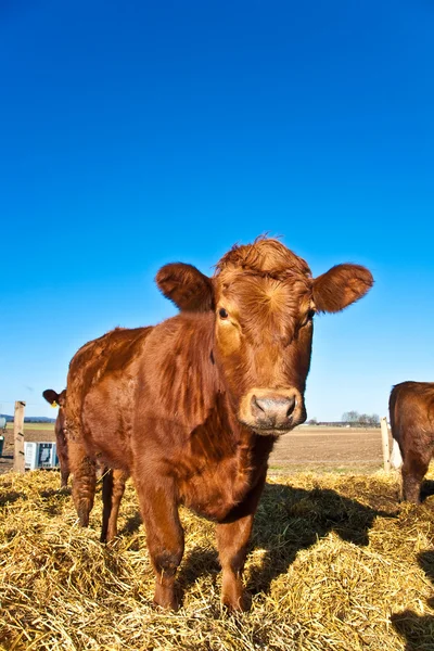 Friendly cattle on straw with blue sky — Stock Photo, Image