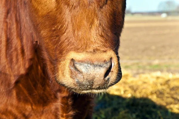 Голова дружелюбного скота на соломе с голубым небом — стоковое фото