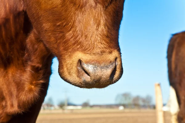 Hoofd van vriendelijke vee in stro met blauwe hemel — Stockfoto