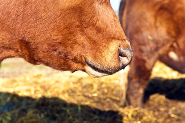 Kopf freundlicher Rinder auf Stroh mit blauem Himmel — Stockfoto