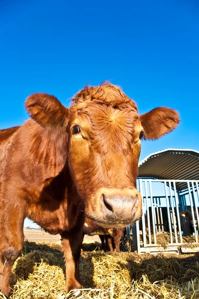 Freundliches Vieh auf Stroh — Stockfoto