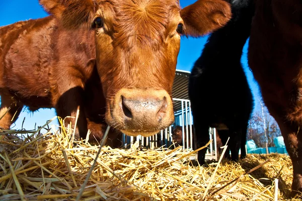 Vänliga boskap på halm — Stockfoto