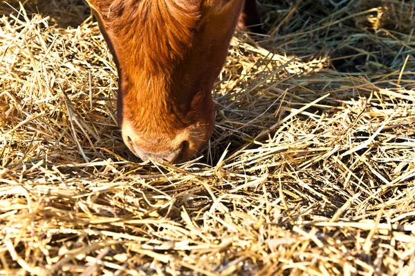 Przyjazny dla bydła na słomie — Zdjęcie stockowe