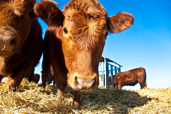 Friendly cattle on straw — Stock Photo, Image