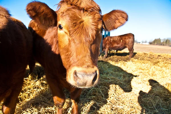 Friendly cattle on straw — Stock Photo, Image