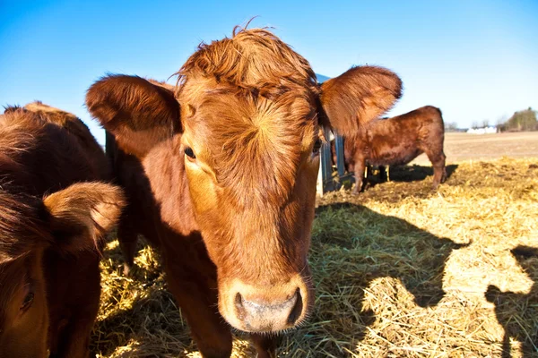 Friendly cattle on straw — Stock Photo, Image