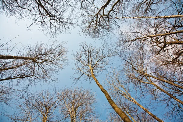 Tavaszi fa koronák — Stock Fotó