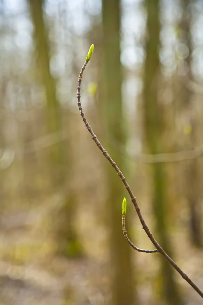 Korony drzew wiosną z zielonych liści — Zdjęcie stockowe