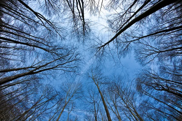 stock image Crown of trees with clear blue sky