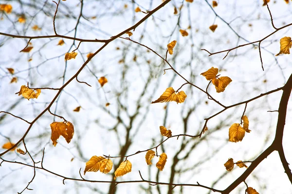 Baumkronen mit alten Blättern — Stockfoto