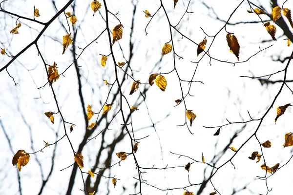 Coroas de árvore de primavera com folhas velhas — Fotografia de Stock