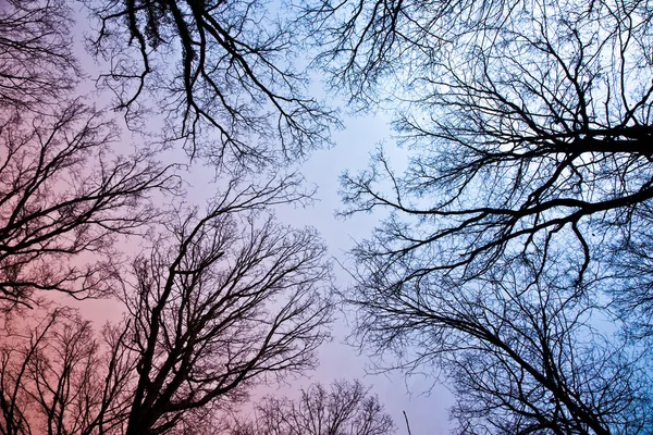 Корона деревьев с ясным голубым небом — стоковое фото
