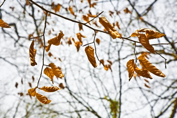 Couronnes d'arbres de printemps avec de vieilles feuilles — Photo