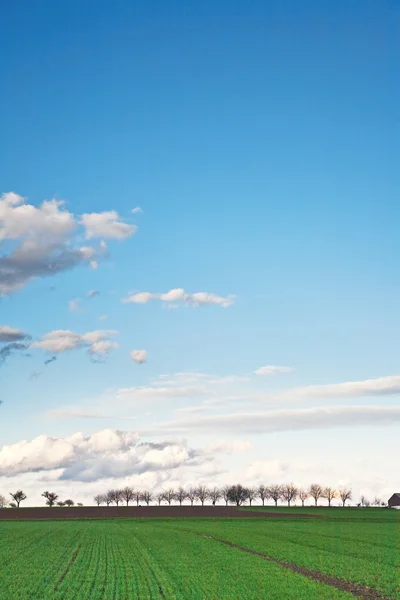 エーカー、木と暗い雲と風景します。 — ストック写真