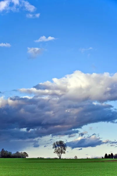 Manzara Acres, ağaçlar ve kara bulutlar — Stok fotoğraf