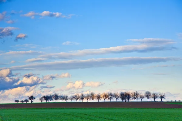 Landskap med tunnland, träd och mörka moln — Stockfoto