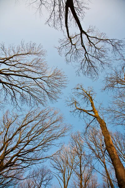 Coroa de árvores com céu azul claro — Fotografia de Stock