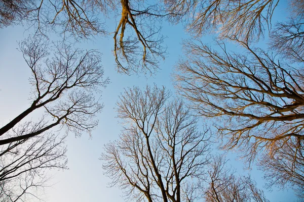 Baumkrone mit klarem blauen Himmel — Stockfoto