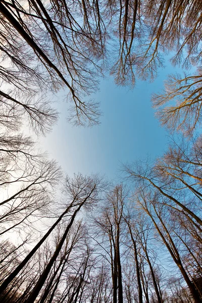 Couronne d'arbres avec ciel bleu clair — Photo