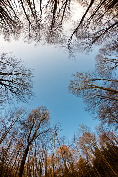 A fák koronája tiszta kék égbolttal — Stock Fotó