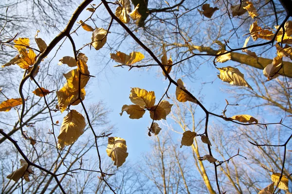 Hojas doradas en el árbol — Foto de Stock