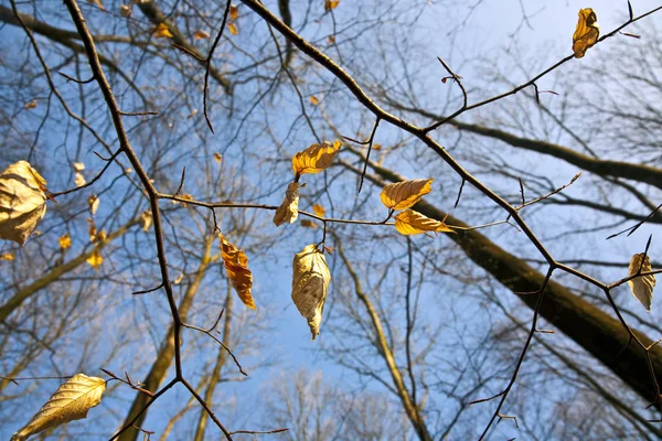 Feuilles dorées à l'arbre — Photo