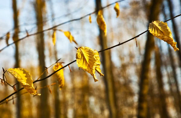 Altın yaprağı ağaç — Stok fotoğraf