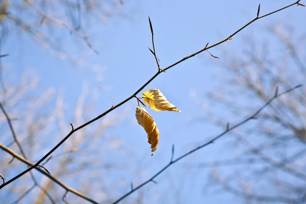 Gyllene blad på trädet — Stockfoto
