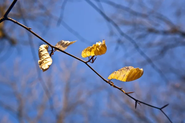 Folhas douradas na árvore — Fotografia de Stock