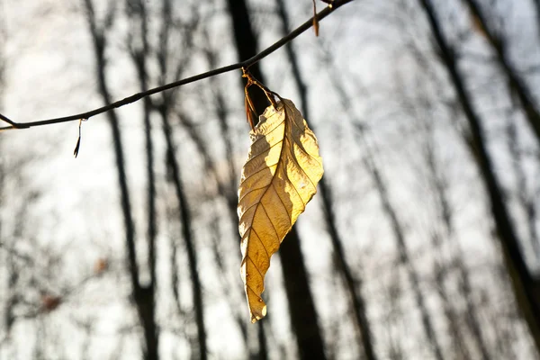 Zlaté listí na stromě — Stock fotografie