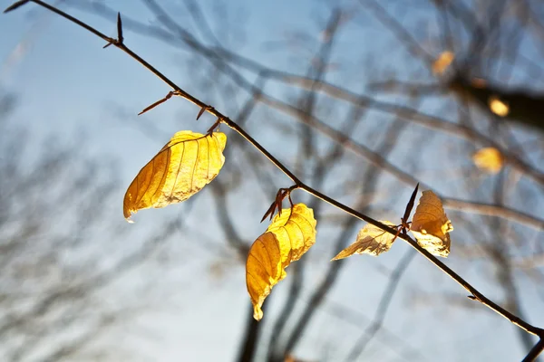 Gouden bladeren op de boom — Stockfoto