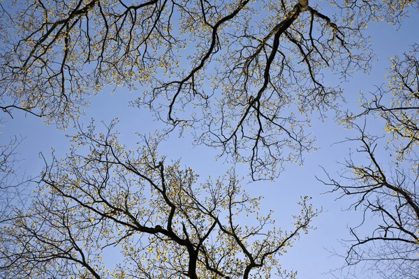 Korony drzew w piękne światło — Zdjęcie stockowe
