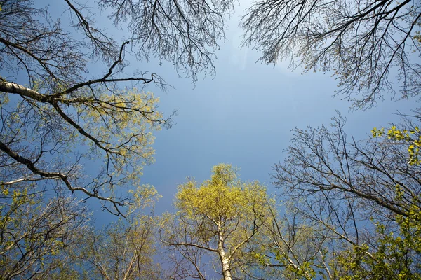 Güzel bir ışık ağaçların taç — Stok fotoğraf