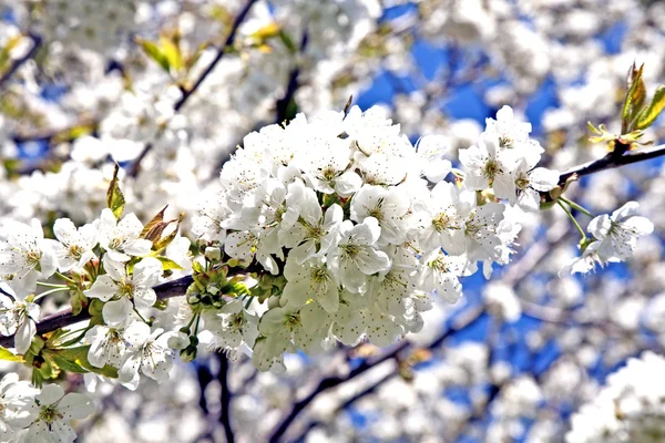 Rama de primer plano de floración en primavera — Foto de Stock