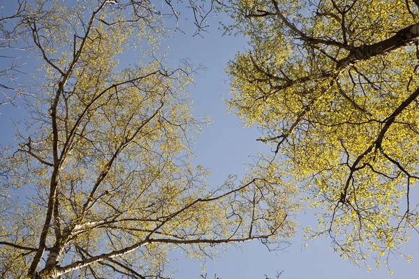Крона деревьев в красивом свете — стоковое фото