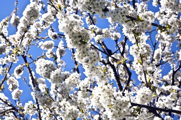 Wirydarz-do góry oddział kwitną wiosną — Zdjęcie stockowe