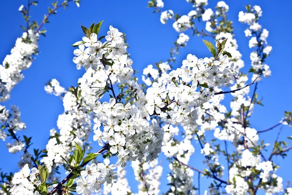 Rama de primer plano de floración en primavera —  Fotos de Stock