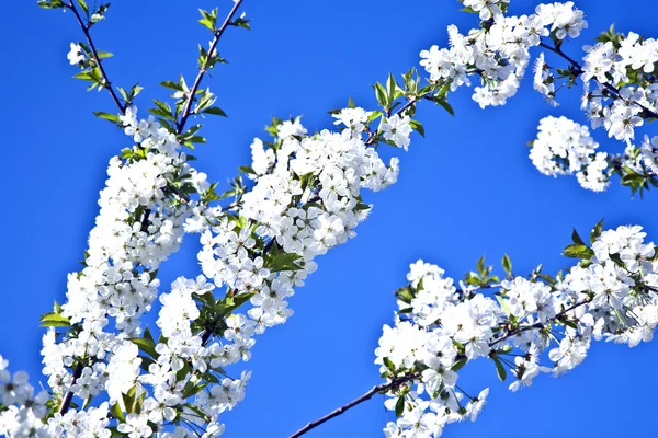 Rama de primer plano de floración en primavera —  Fotos de Stock