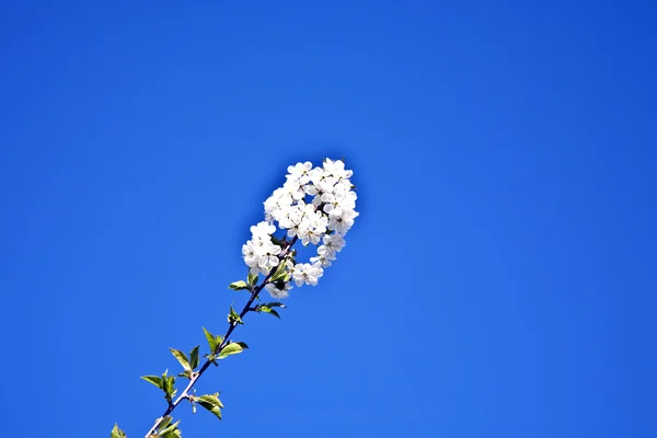 Virágzás tavasszal közeli ága — Stock Fotó