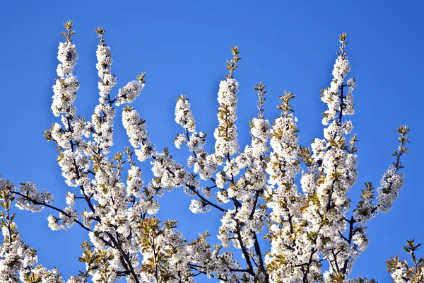 Yakın çekim bloom Bahar Dalı — Stok fotoğraf
