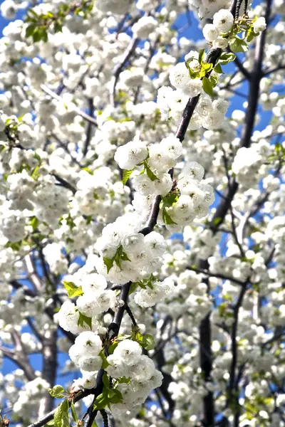 春の花のクローズ アップ支店 — ストック写真
