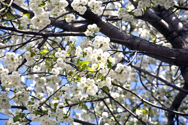 Primo piano ramo di fioritura in primavera — Foto Stock