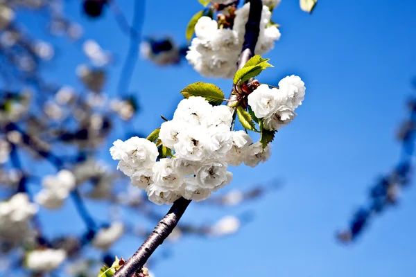 Nærme grener av blomst om våren – stockfoto