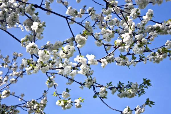 Primo piano ramo di fioritura in primavera — Foto Stock