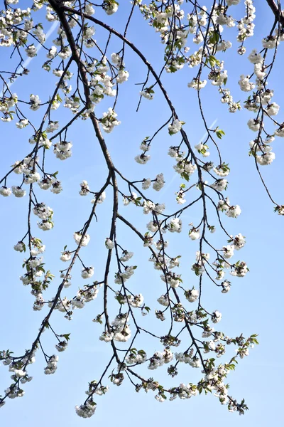 Gros plan branche de la floraison au printemps — Photo