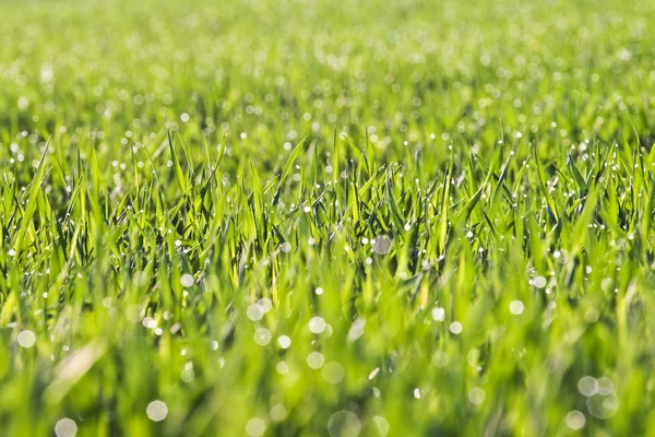 Groen veld in de ochtendzon — Stockfoto
