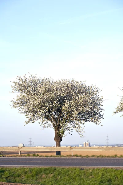 Дерево весной — стоковое фото